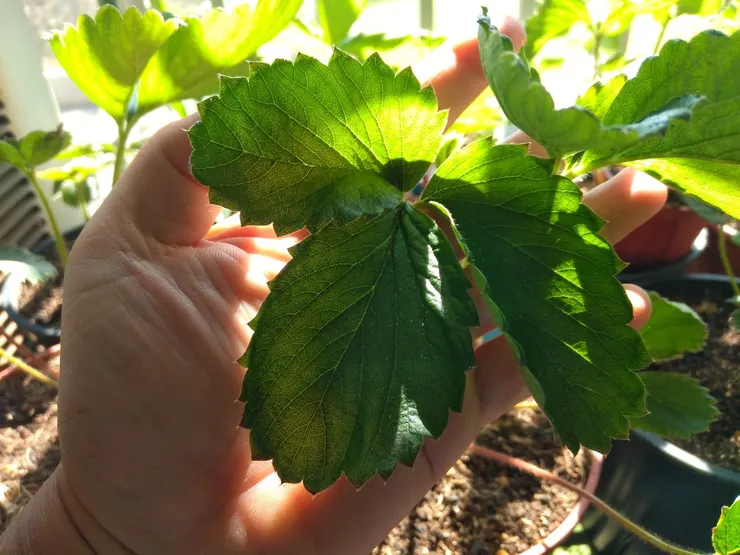 葉子快跟我的手掌大