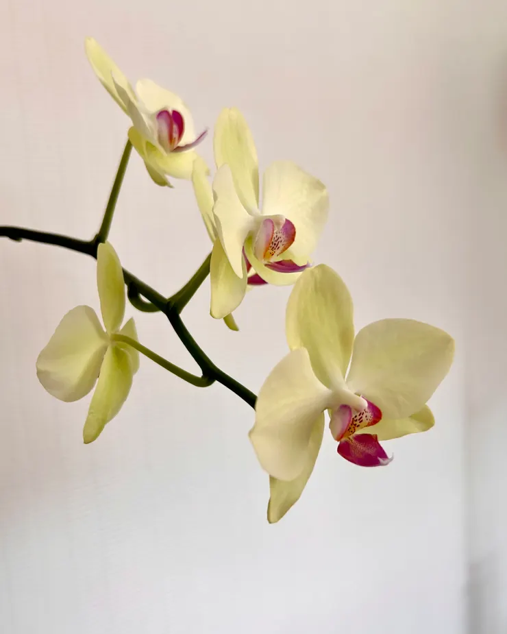 哈哈，就是你反骨。