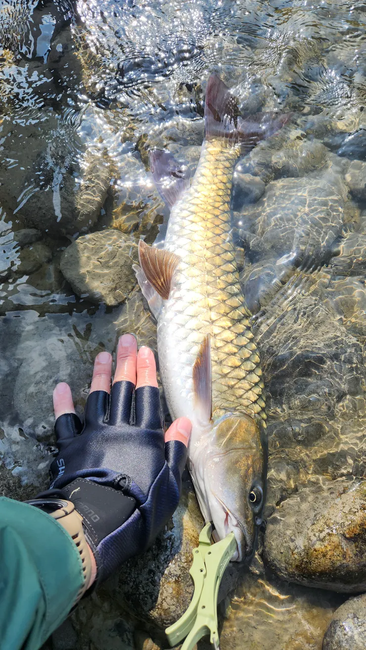 56cm！！第一次來大甲溪就中55+捲