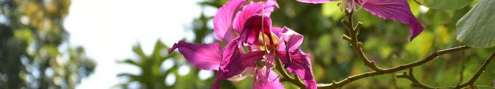 龍魂。攝影的沙龍