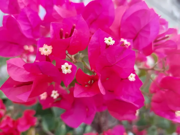 九重葛有著鮮豔吸睛的苞片，但真正的花朵其實是花心的小白花。小白花靠著艷麗的苞片來為自己倚妝助勢，像不像「買櫝還珠」成語中，用浩浩蕩蕩七十個穿著華麗的侍女為自己壯大聲勢的秦國公主？