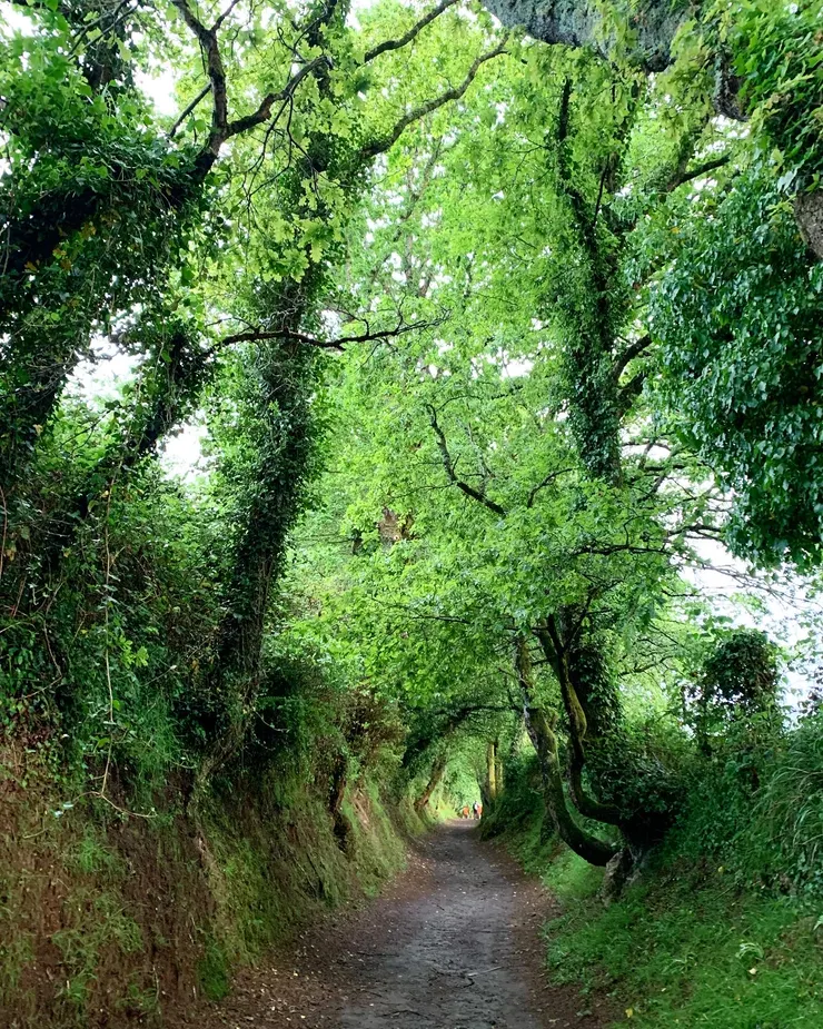 圖二：走在綠色隧道裡