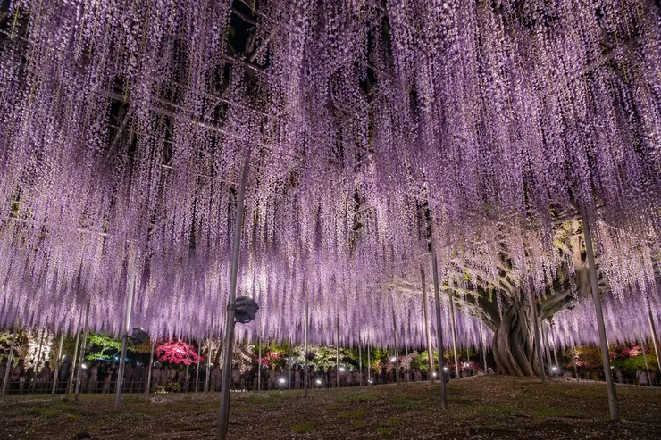 足立花卉公園 - 紫藤花夜景