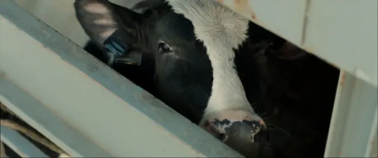 《夢鹿情謎》電影劇照／劇照提供：金馬影展