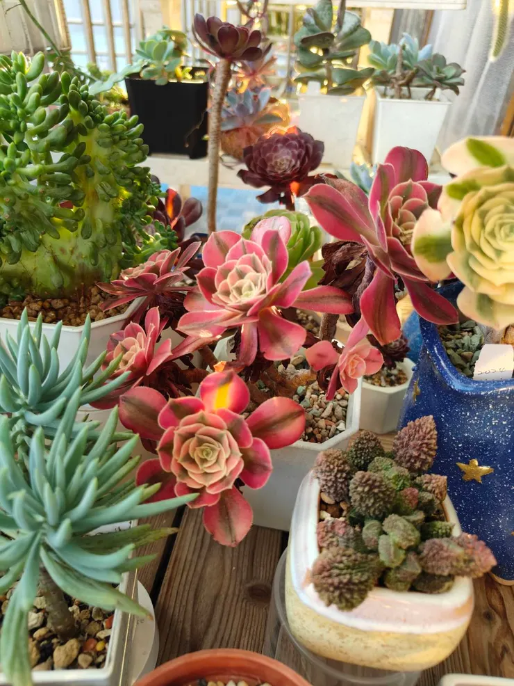 陽台休眠法師 - 拍攝於2025/6/30