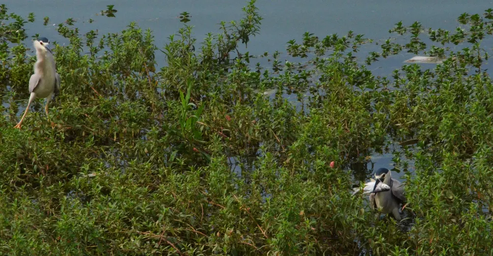 住在海邊的狐狸的沙龍