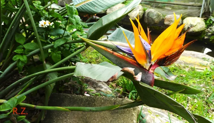 圖四: 天堂鳥花 ([陳傳義]拍攝)