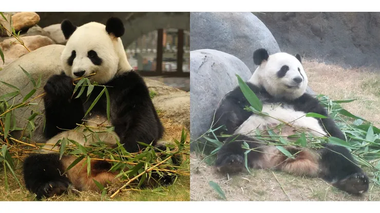 2007年中國送給香港海洋公園的大熊貓，左：盈盈(19)；右：樂樂(19)。（圖/維基百科）