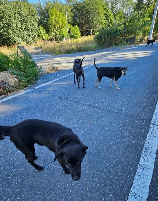 帶路兼保鑣的狗狗們