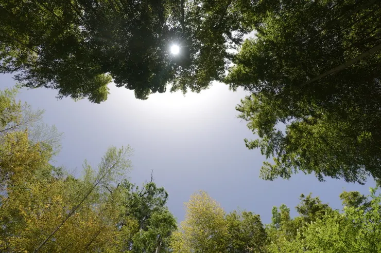 日本_修善寺的竹林小徑,不經意抬頭看到的景色