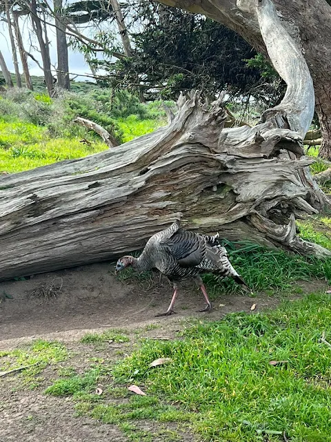 ▲走到了樹附近, 原來這裡除了麋路之外還有火雞, 其實剛剛在石頭那邊也有火雞但是沒拍到.