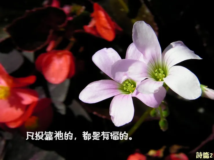 詩篇二 : 凡投靠祂的，都是有福的。