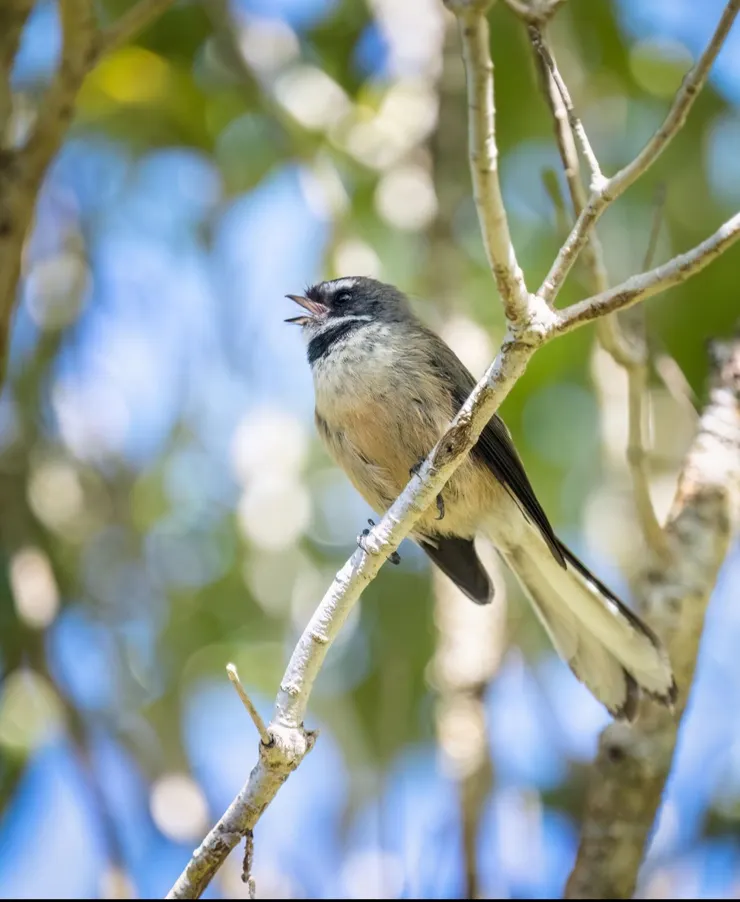 日間的聲音風景