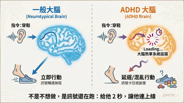 【醫師圖解】 ADHD 孩子的「煞車系統」示意圖。根據 Barkley (1997) 與 Alderson (2007) 研究，反應抑制（Response Inhibition）的延遲，是孩子看起來「叫不動」的核心生理機制。