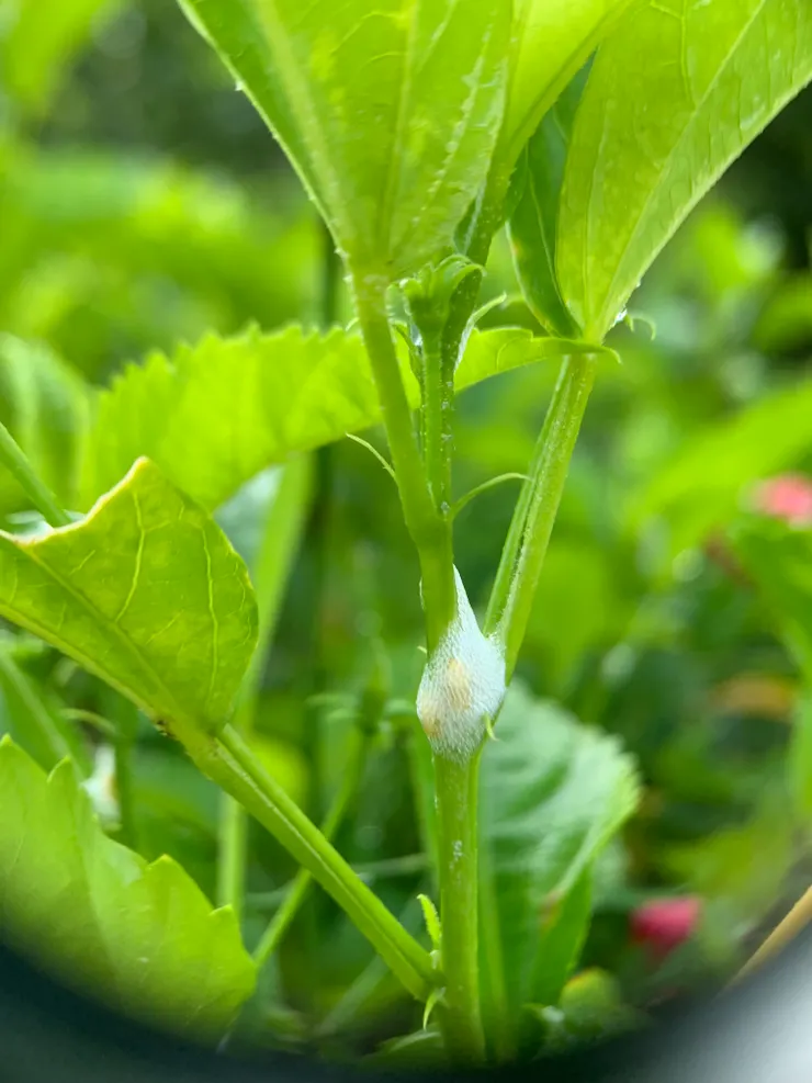 裡頭有黃色玄機