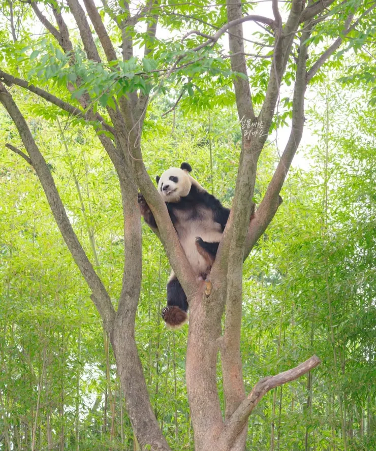 爬高高(圖片來源：IG love_lebao_love)