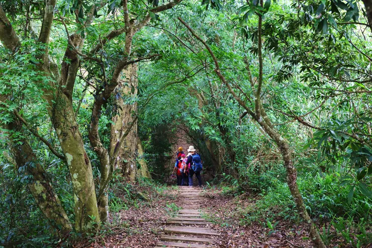 ▲隨著丘陵起伏，時而拾級而上，時而緩坡向下的樟之細路。