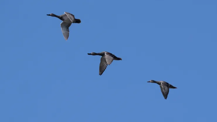 中間飛起的赤膀鴨能見磚紅肩膀