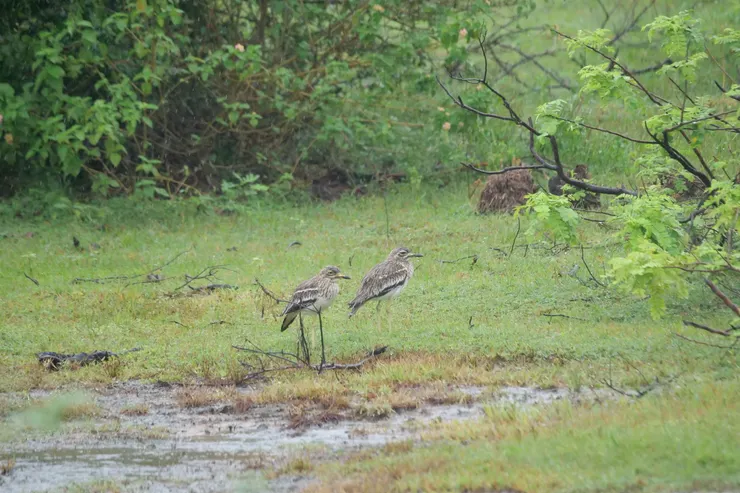 Indian Stone-curlew