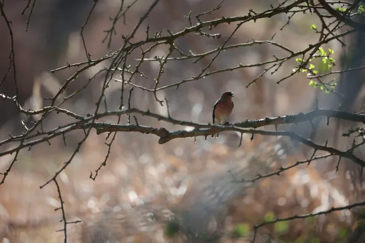 日間的聲音風景