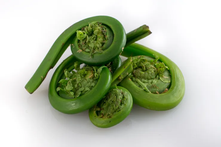 蕨類的「fiddlehead」構造。圖片取自維基百科