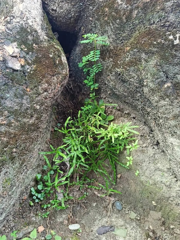 老麵包樹跟旁的小植物-5