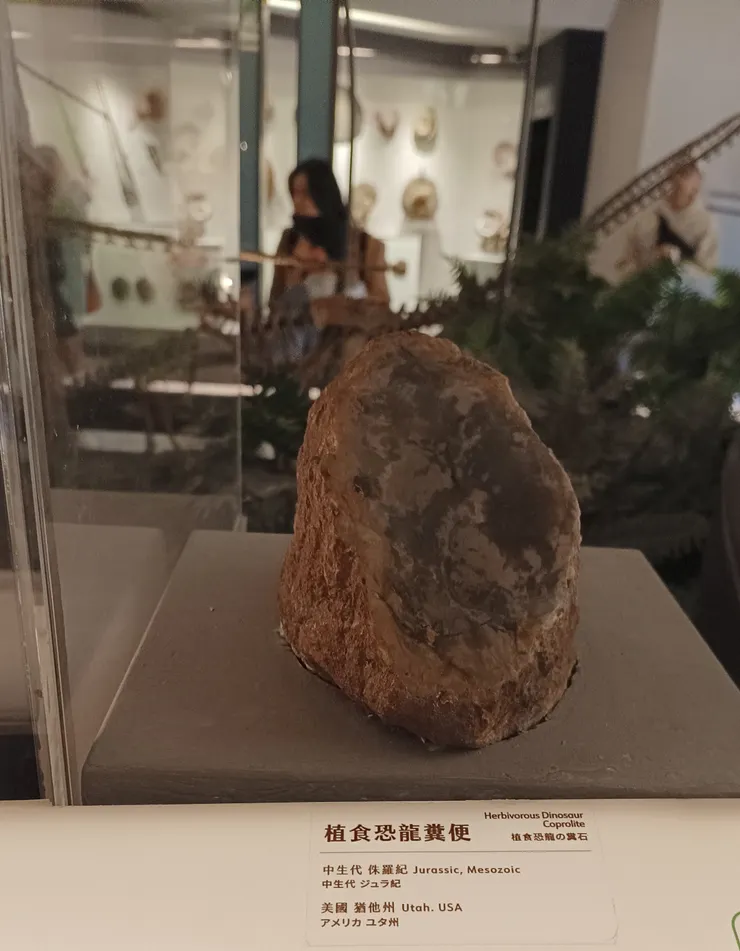 可以摸這個展品。但我沒摸。