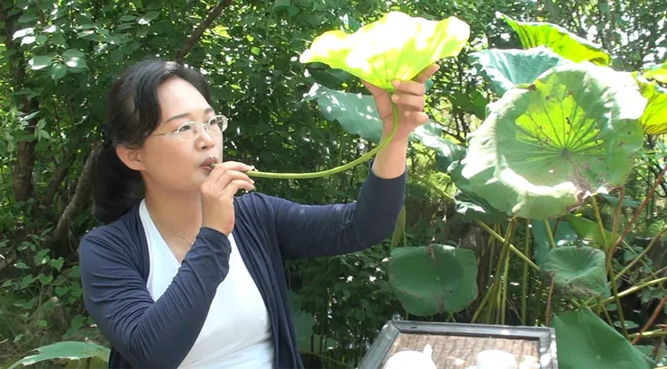 「碧筩酒」  出自(唐代)段成式《酉陽雜俎》。是古人發明的一種很獨特的飲酒方式，它是用天然的大荷葉所做成的酒器。自三國時代即有相關記載，一直到明清，都是歷代文人雅士最喜愛的夏日消暑情趣。