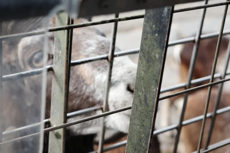 我們餵養的第一種動物就是-盤羊，看似可愛卻又會不耐煩地一直撞 