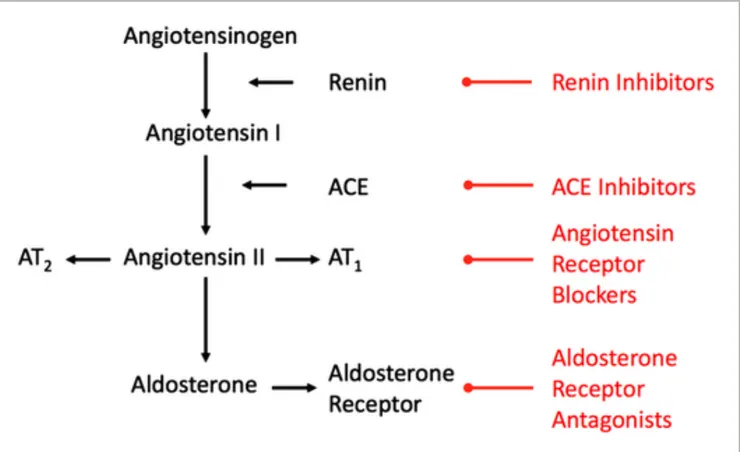 腎素-血管張力素-醛固酮系統（renin-angiotensin-aldosterone system, RAAS）與其抑制劑