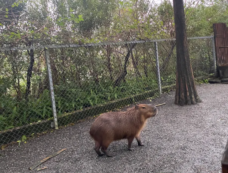 水豚君要回擊囉