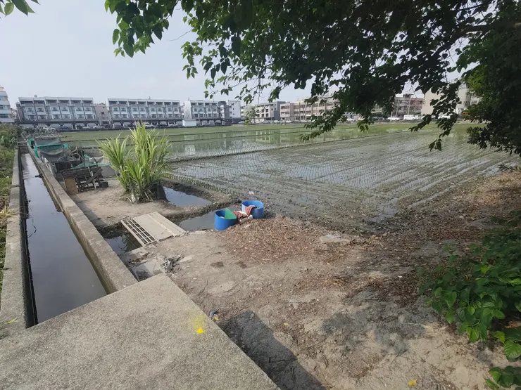 旁邊的稻田，剛插秧