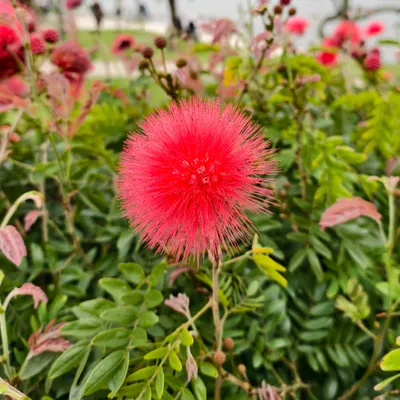 Gabriel x Jimmy x ??