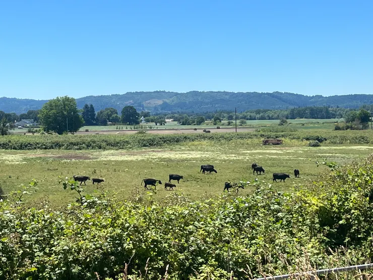 ▲放牧的牛(Cow)