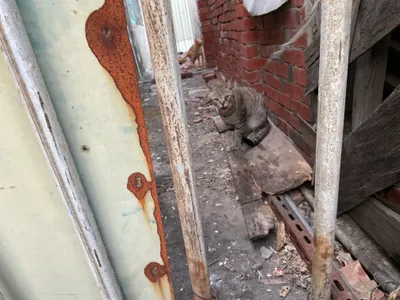 偶然拍到浪貓集會了，虎斑花媽加上橘貓橘糖😉