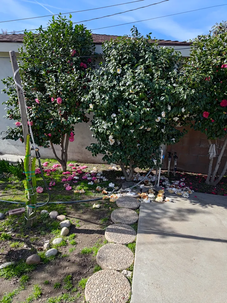 親戚家後院的山茶花