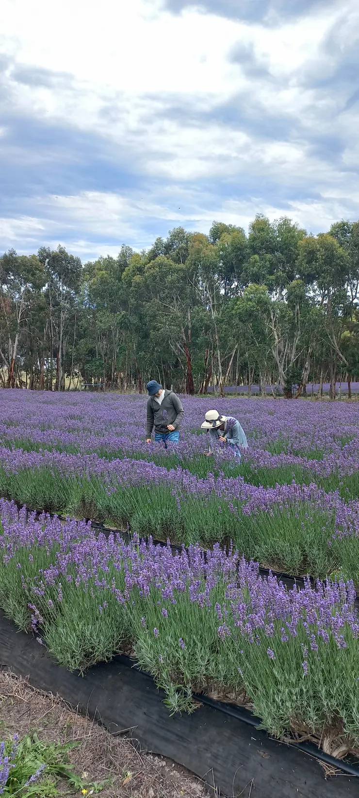 遊客正在採集薰衣草