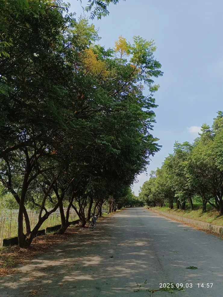 東港溪堤岸旁，產業道路欒樹