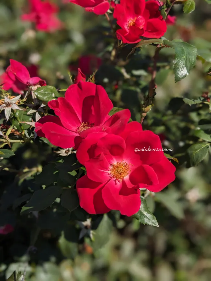 象徵『愛』的玫瑰花