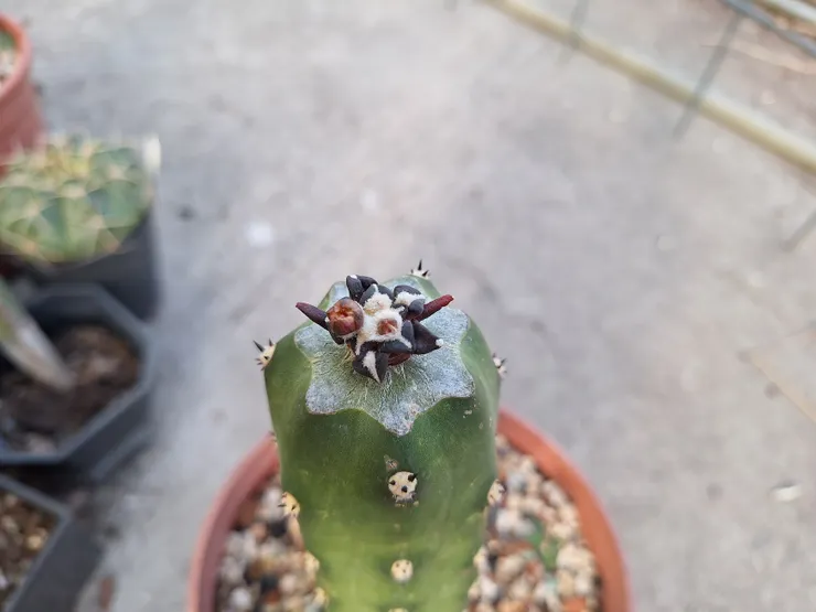 2026/1/1，長出了第二朵花苞