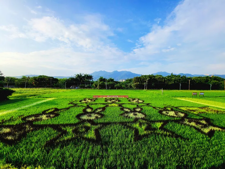 關渡平原彩繪稻田