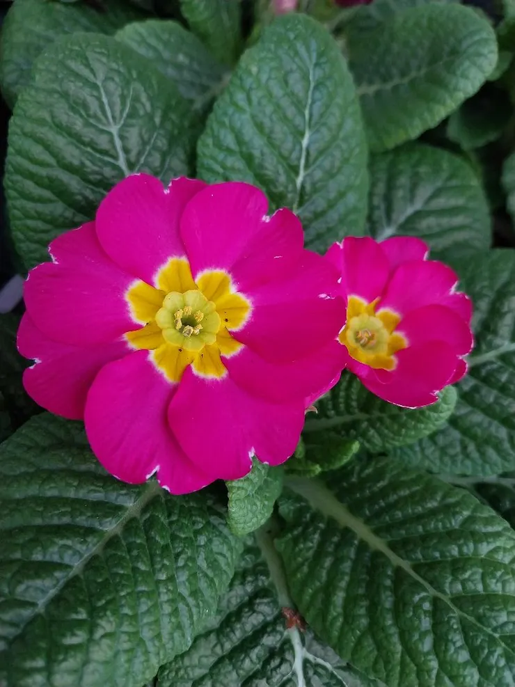 粉黃雙色報春花Primula malacoides