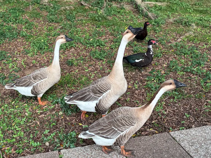 2025/12/05 鵝鴨一家親