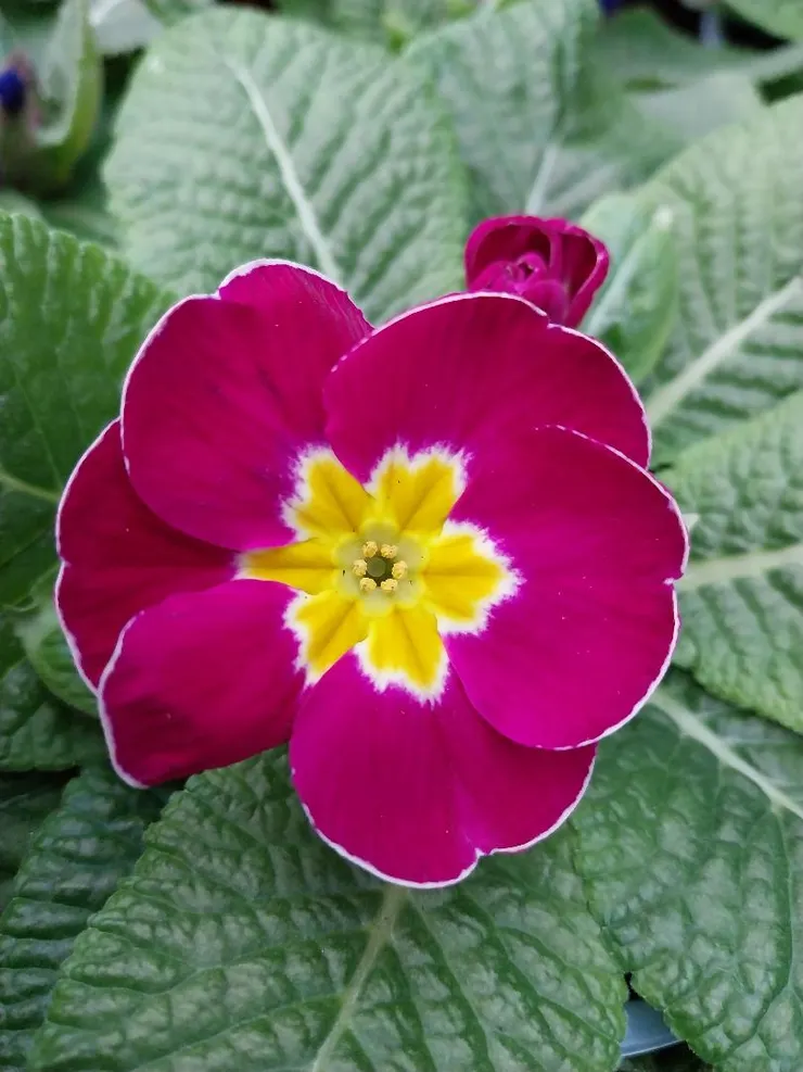 紫黃雙色報春花Primula malacoides