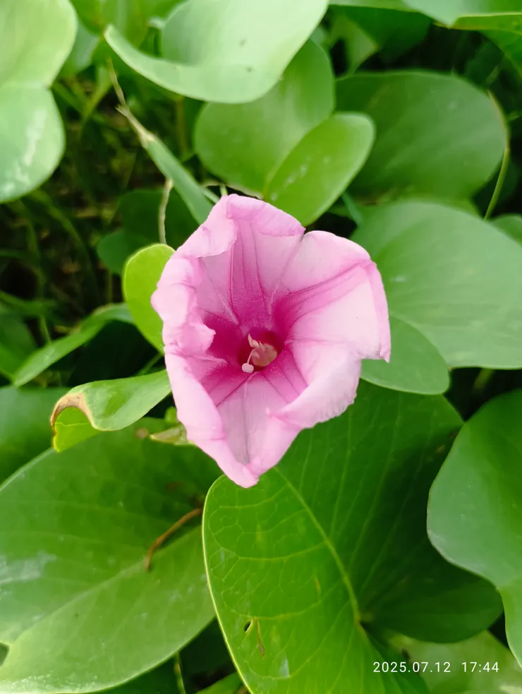 馬鞍藤，第一次接觸是在綠島浮潛，揉搓她塗抹於潛鏡可防霧氣