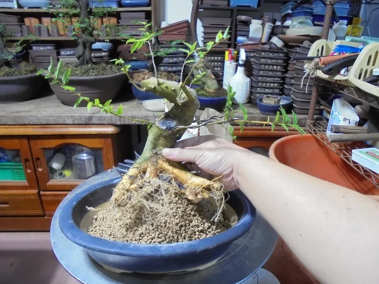 換土洗根與配盆
