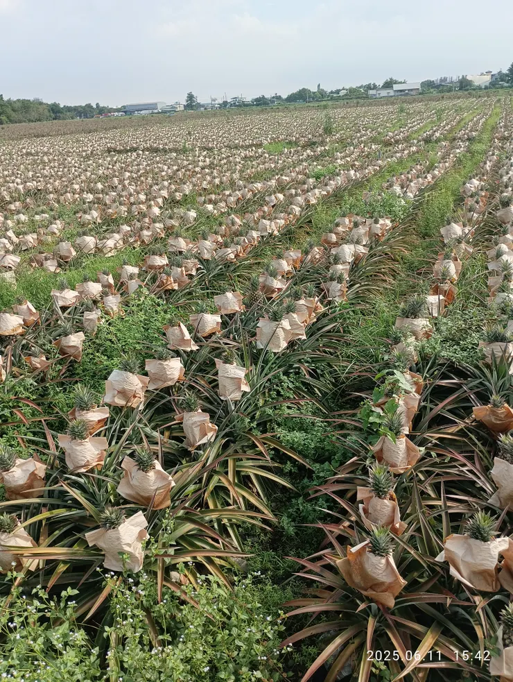 鳳梨阡陌，自拍攝