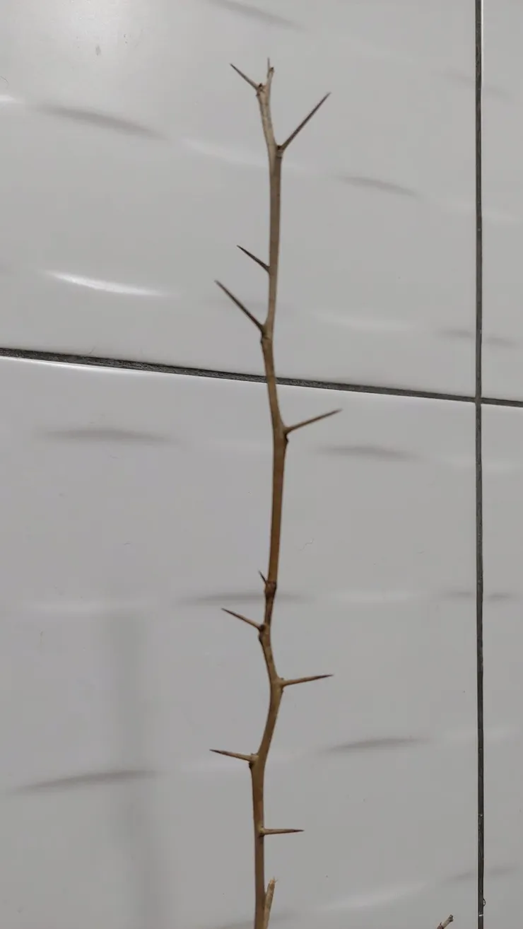 這可以凶器吧