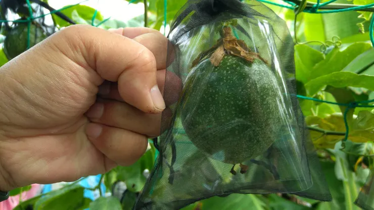 百香果結果:人生種植的第一次