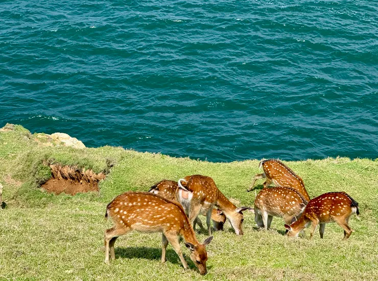 梅花鹿就在離海很近的地方吃著草，形成特殊的構圖